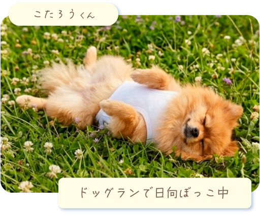 今月のわんこ写真館